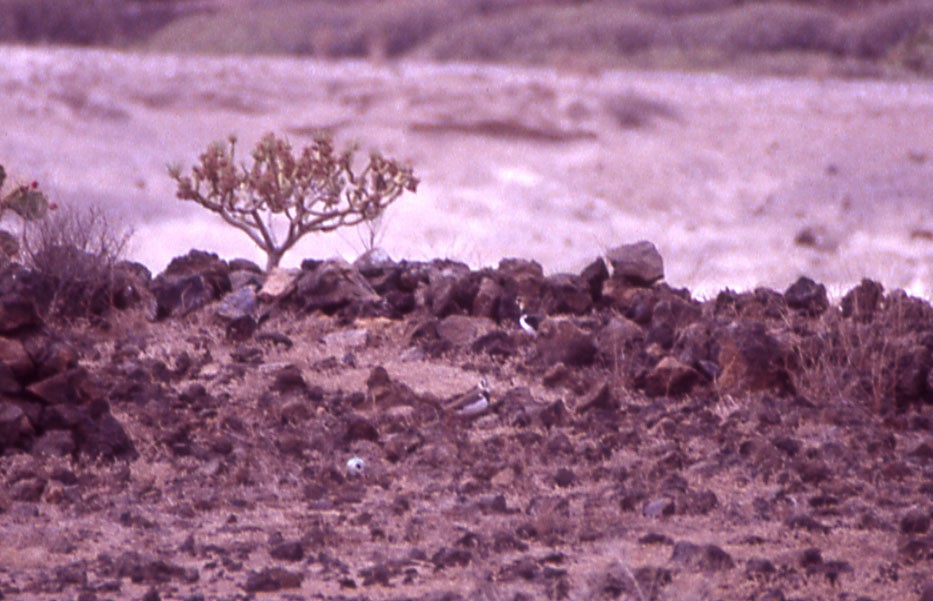 Northern Lapwing - ML24334251