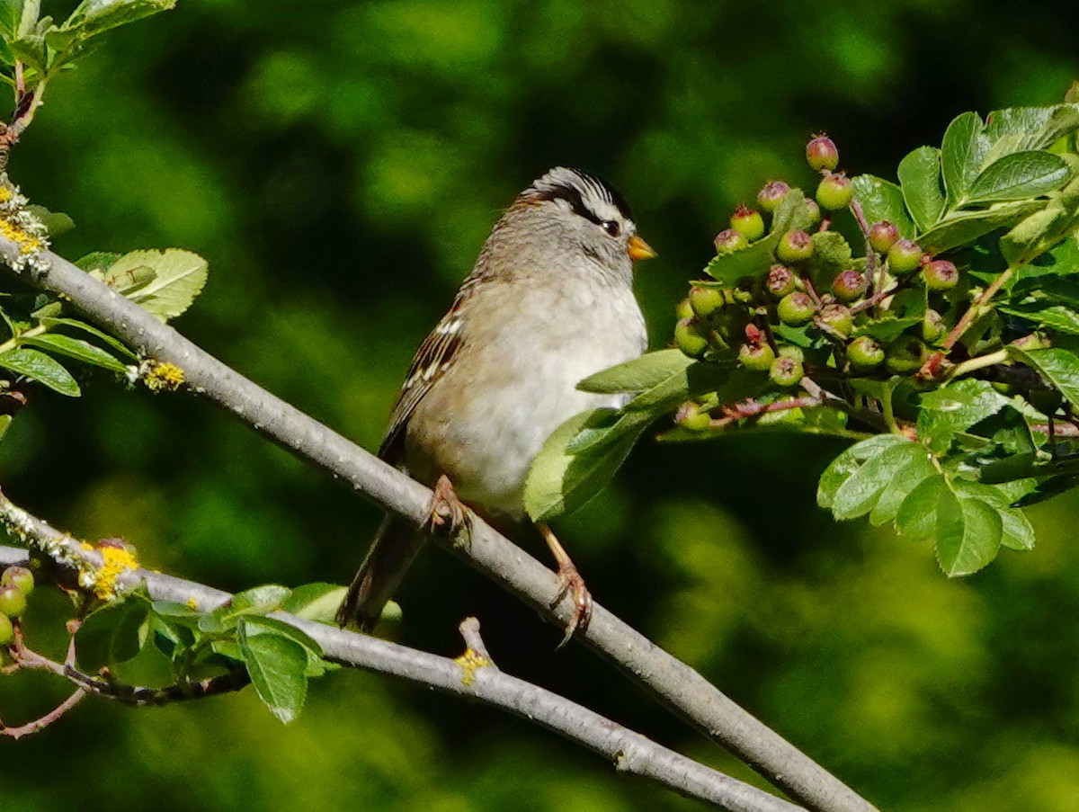 White-crowned Sparrow - ML243346081