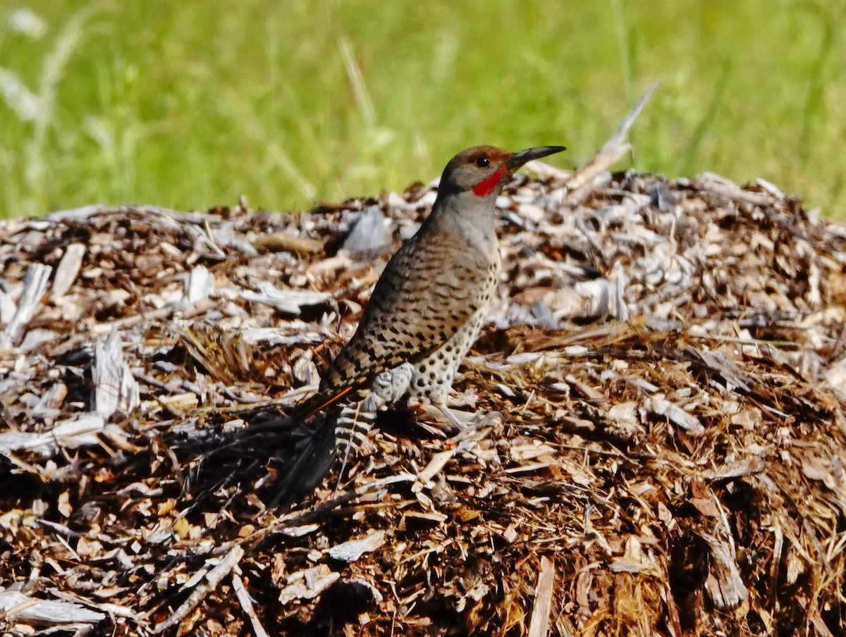 Northern Flicker - ML243346231