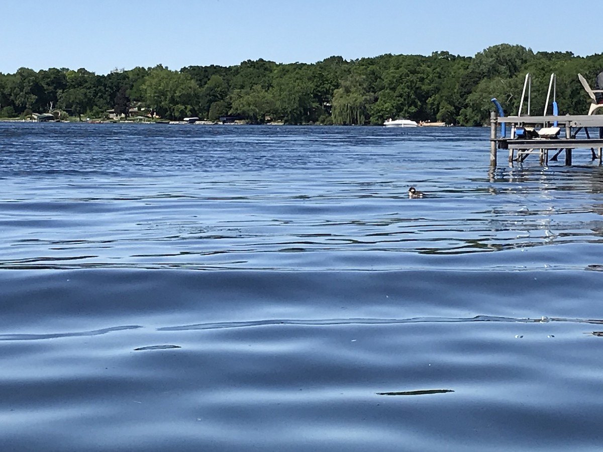 Bufflehead - ML243346361