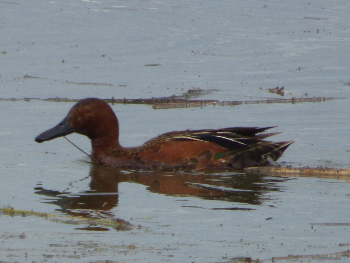 Cinnamon Teal - Jim Mott