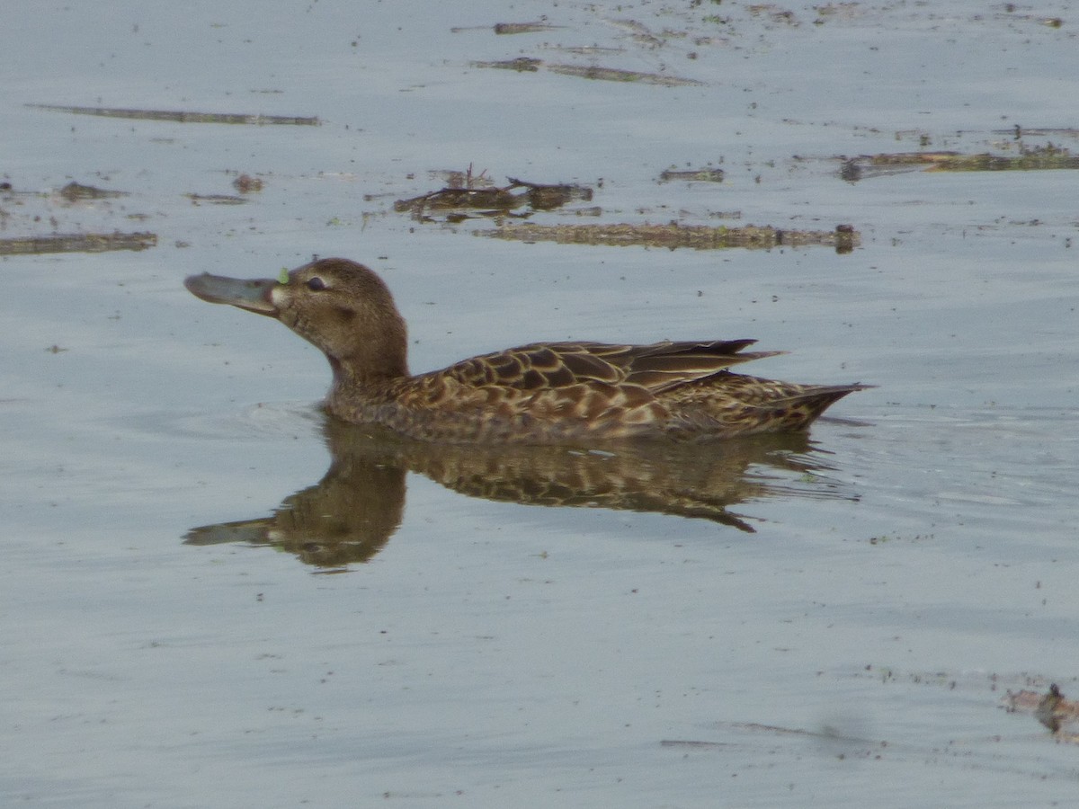 Cinnamon Teal - Jim Mott