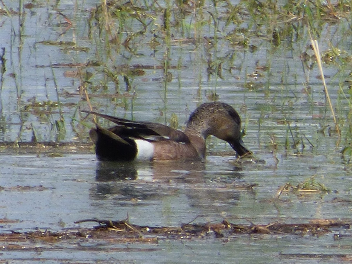 American Wigeon - ML243347621