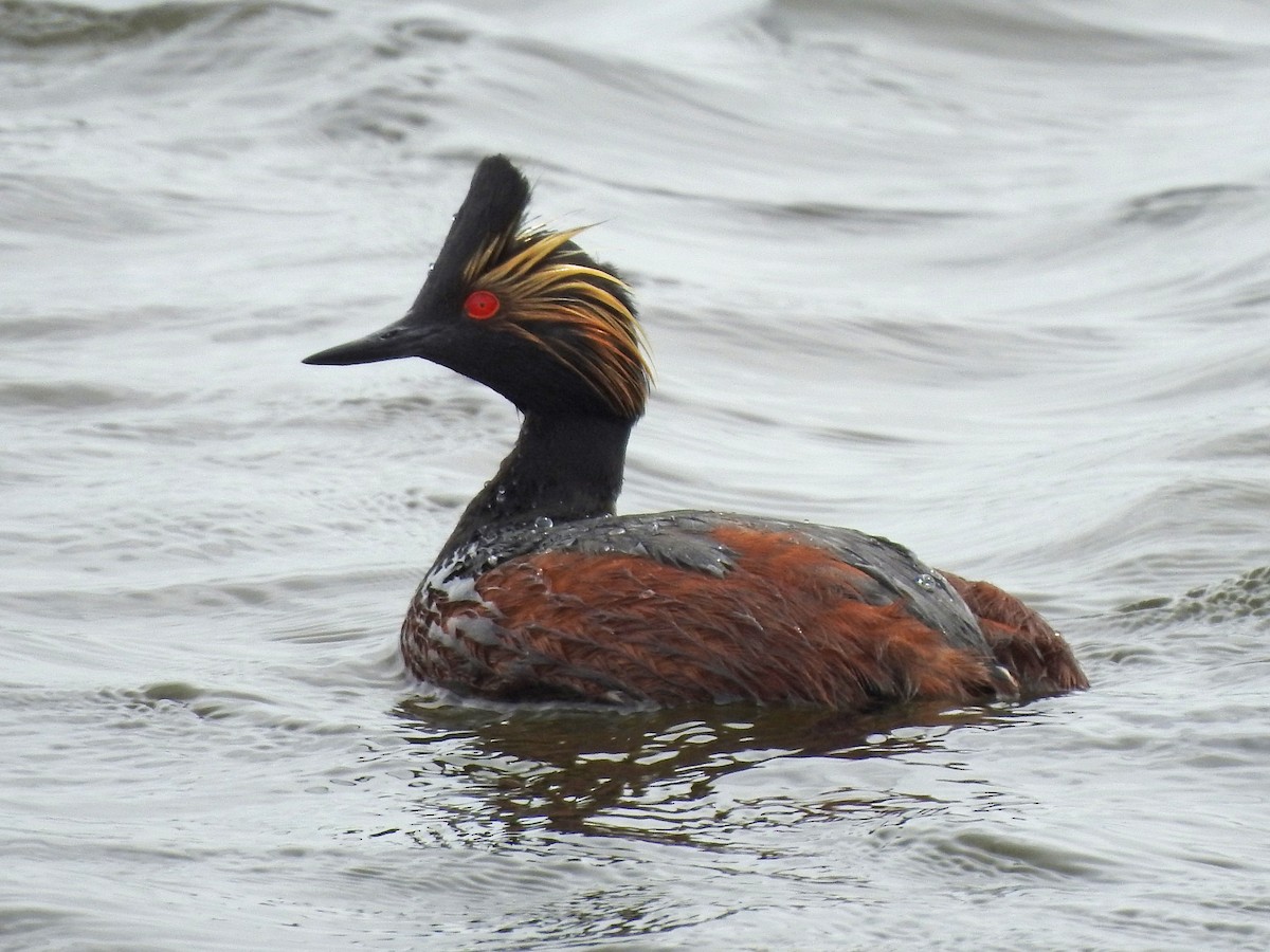 Eared Grebe - kas dumroese