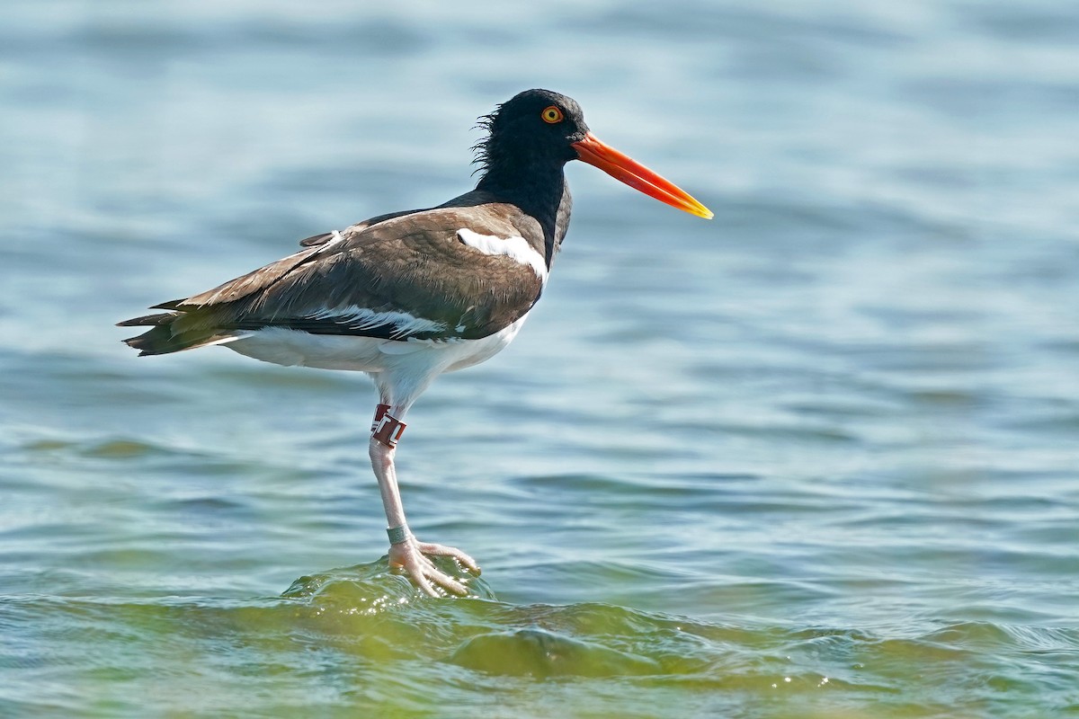 American Oystercatcher - Zeno Taylord-Hawk