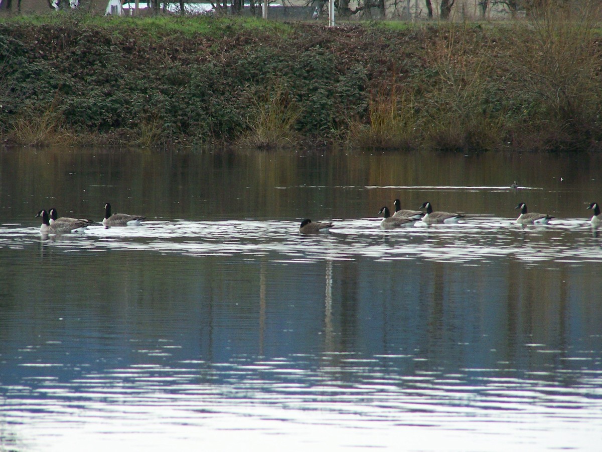 Cackling Goose (Taverner's) - ML24334941