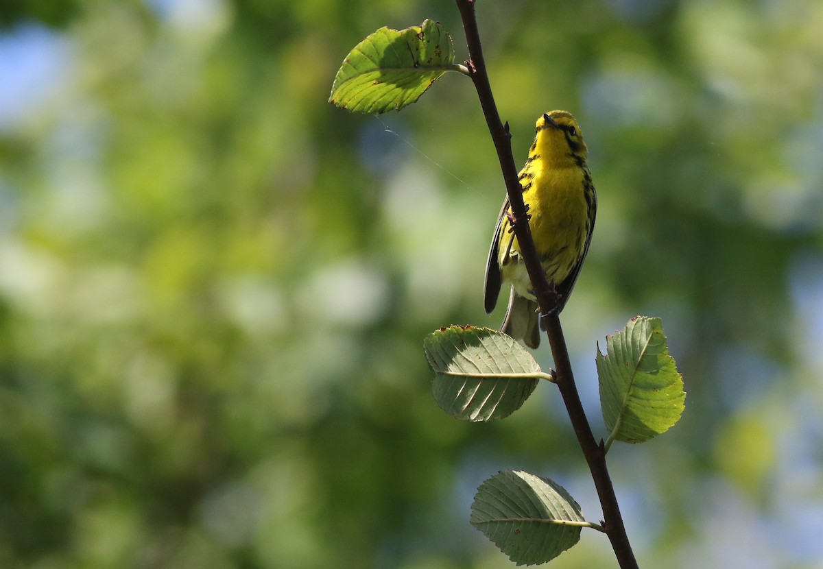 Prairie Warbler - ML243349571