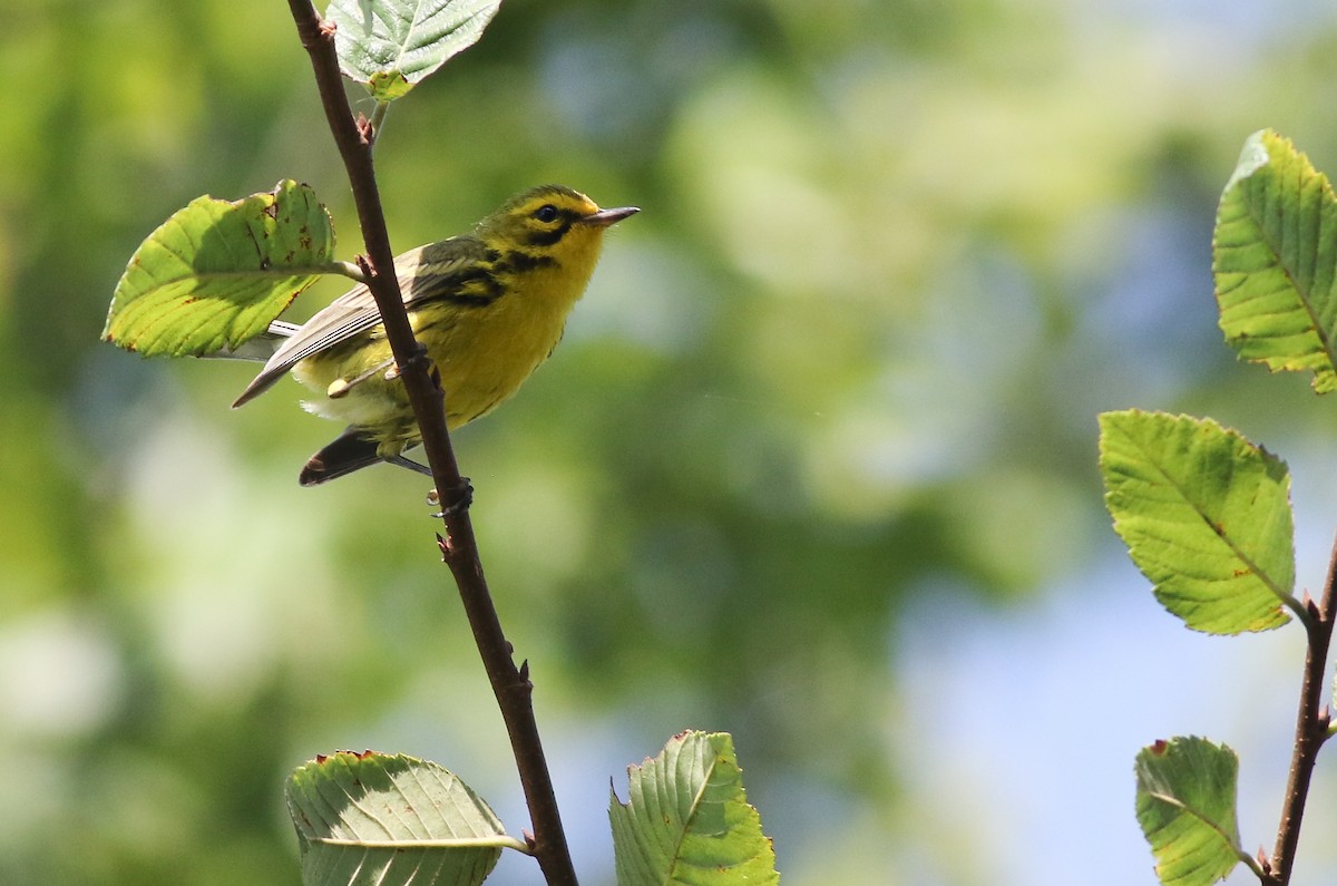 Prairie Warbler - ML243349601