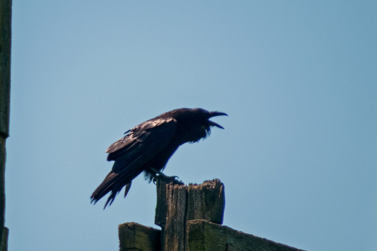 Common Raven - Trevor Zook