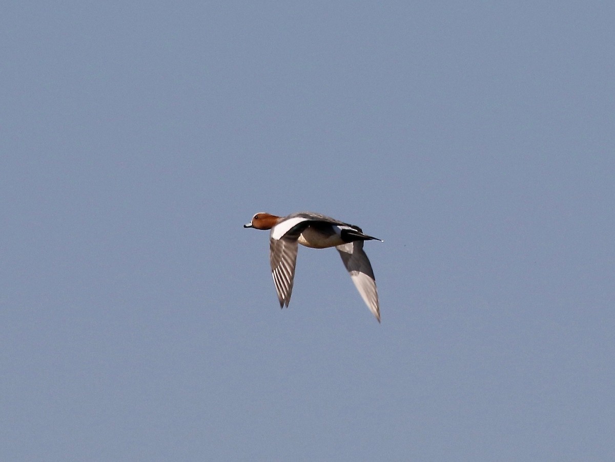 Eurasian Wigeon - ML243350101