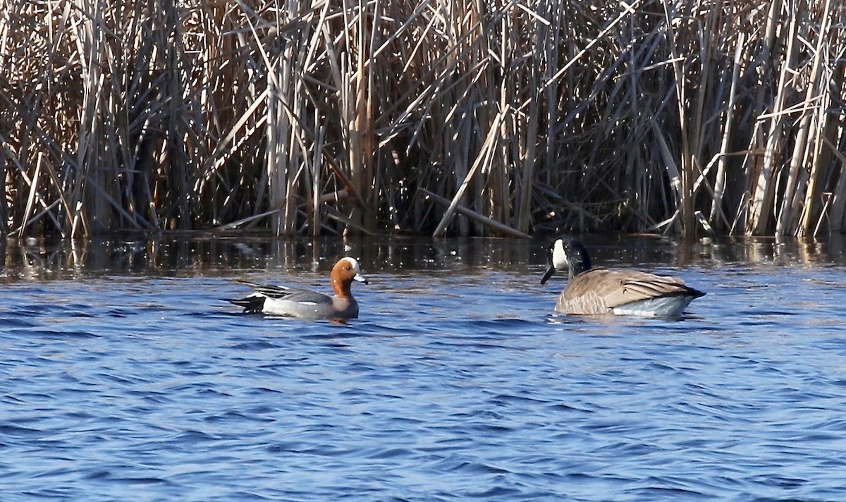 Eurasian Wigeon - ML243350151