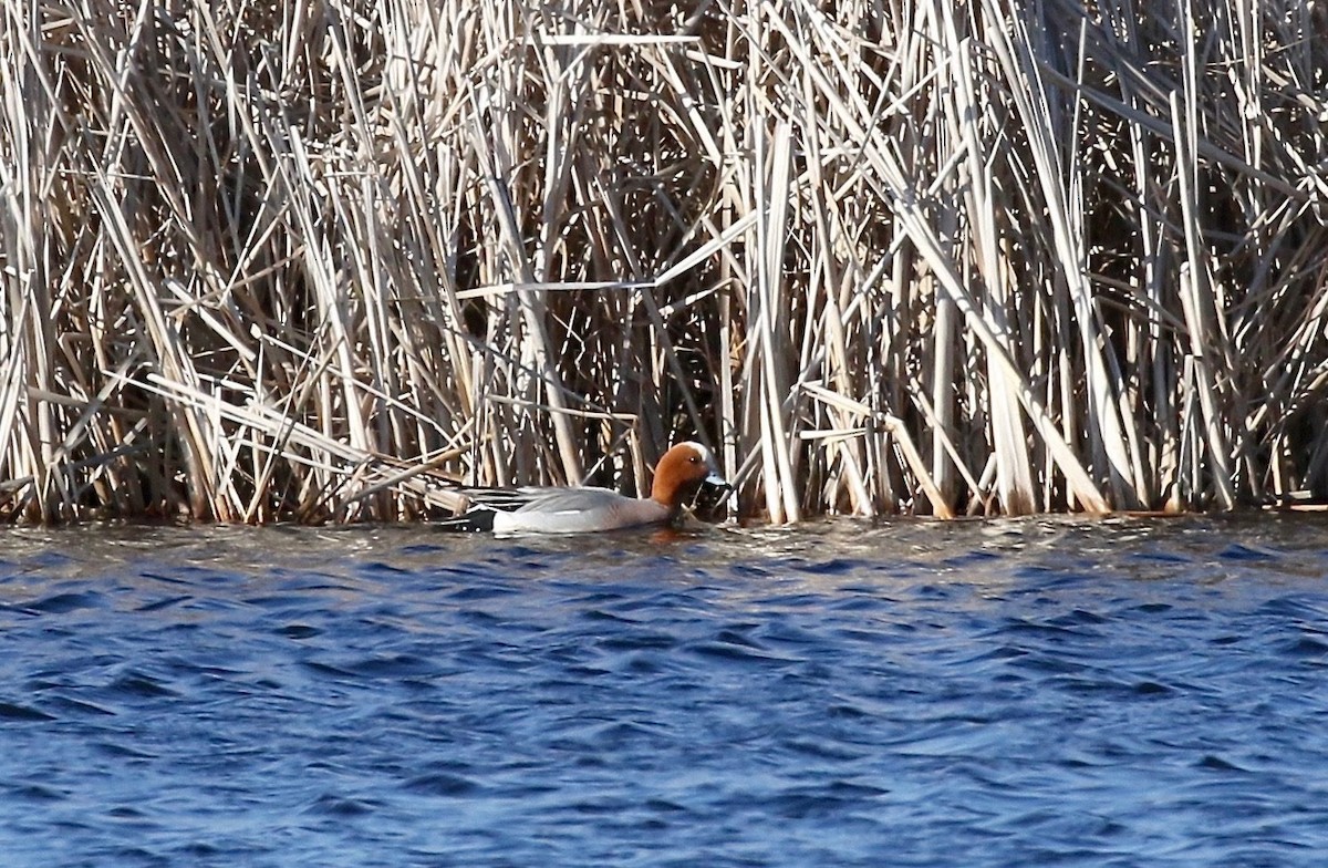 Eurasian Wigeon - ML243350181