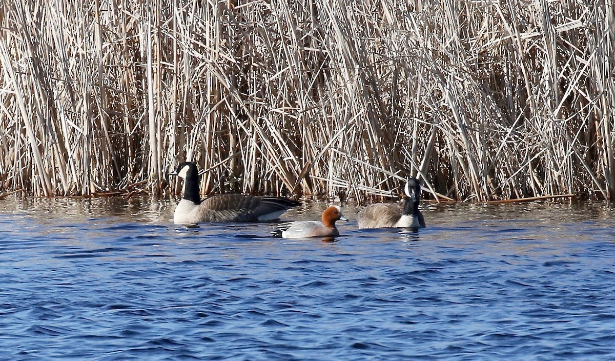 Eurasian Wigeon - ML243350241