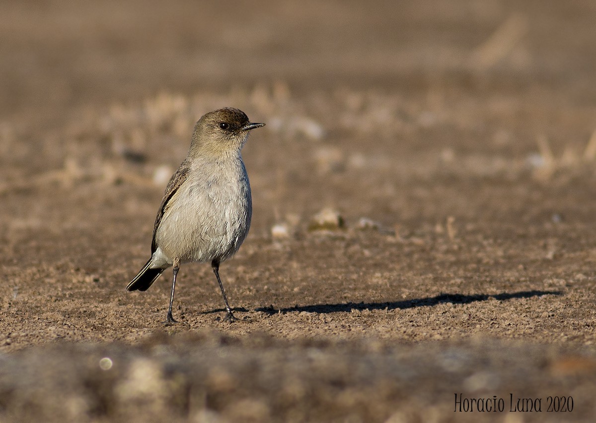 Dark-faced Ground-Tyrant - Horacio Luna