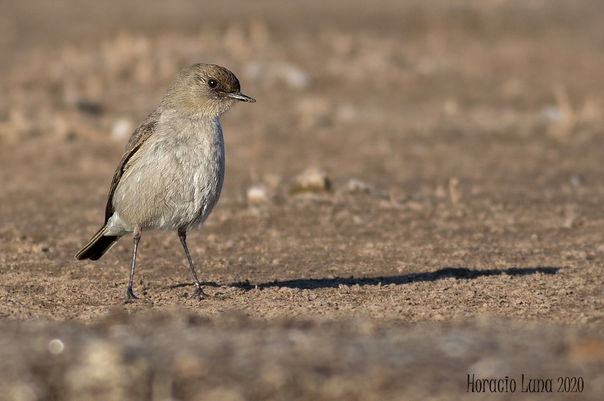 Dark-faced Ground-Tyrant - ML243351821