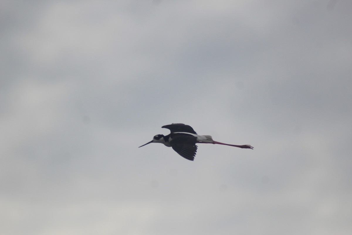 Black-necked Stilt - ML243352571