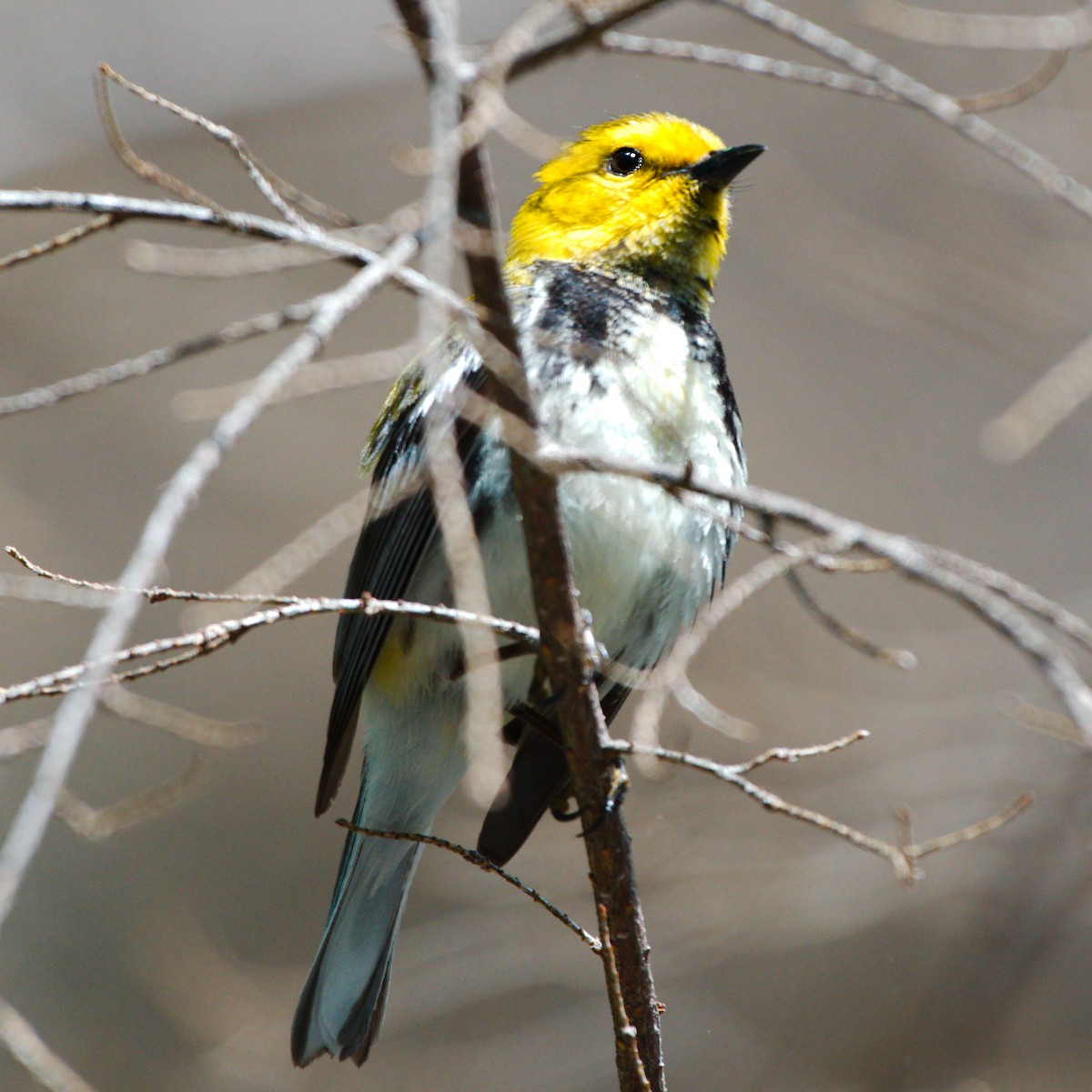 Black-throated Green Warbler - ML243352671