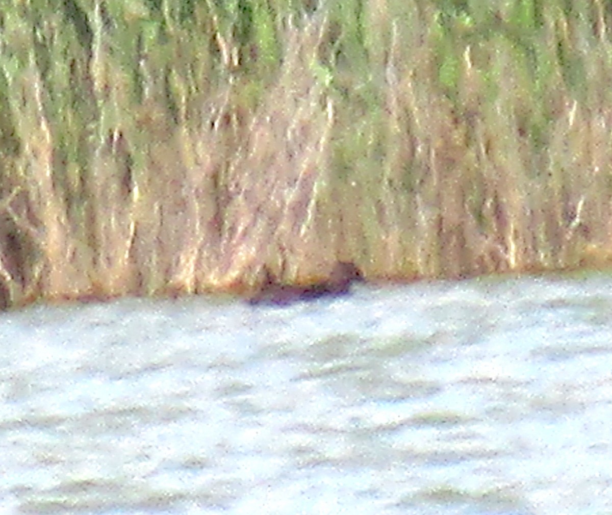 Clapper Rail - ML243352901