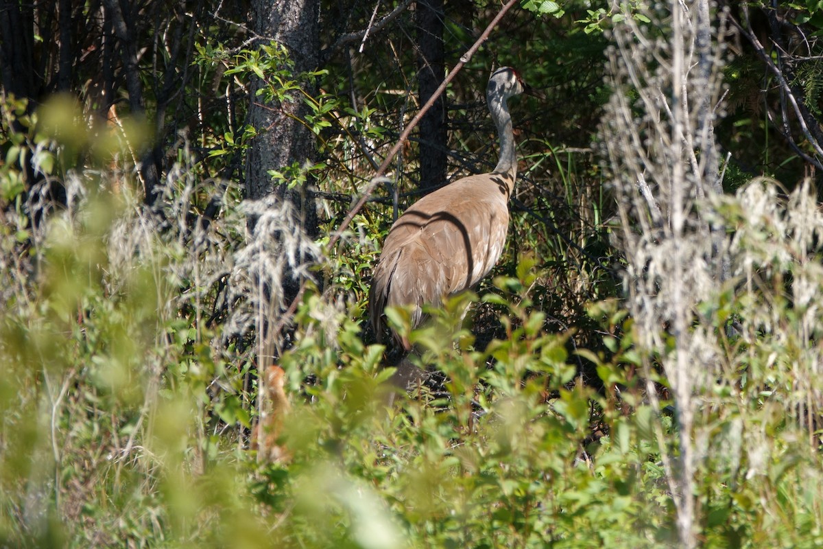 Sandhill Crane - ML243353991