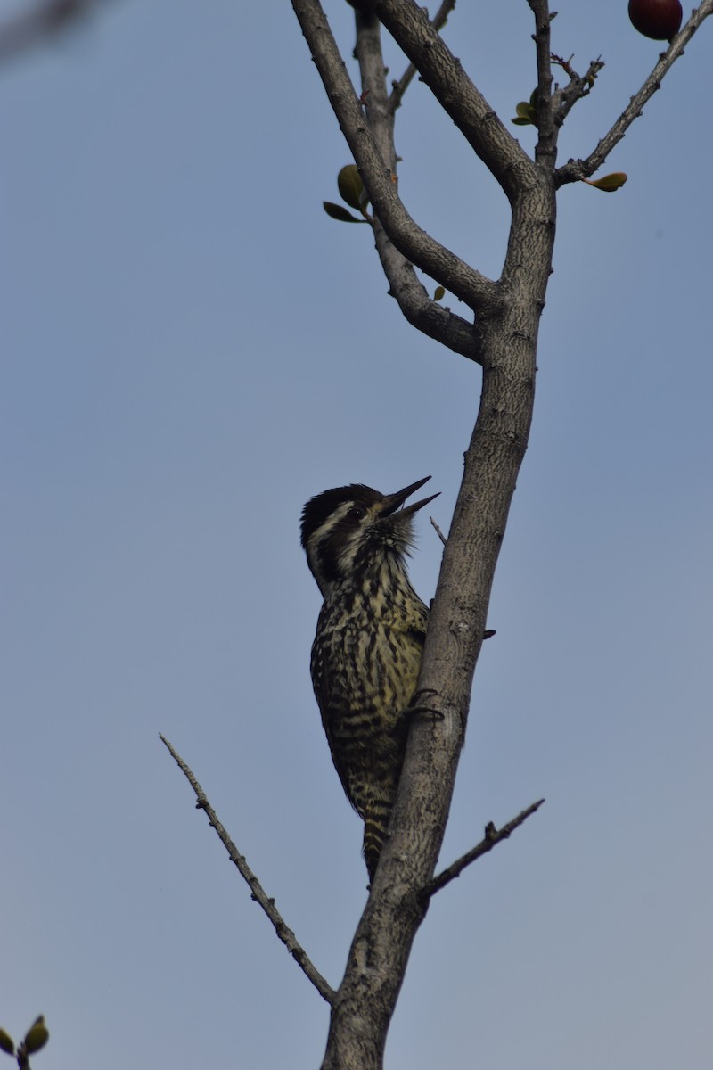 Striped Woodpecker - ML243354031