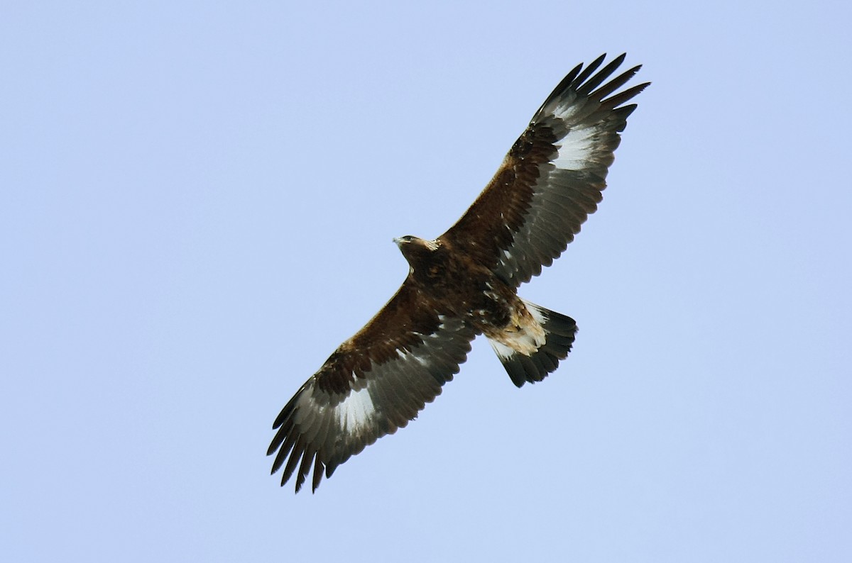 Golden Eagle - ML243354281