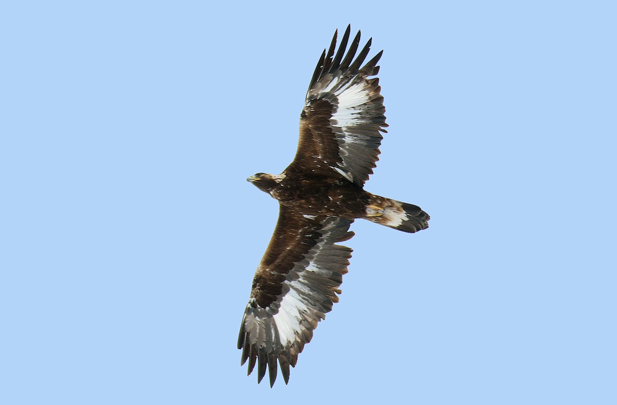 Golden Eagle - ML243354391