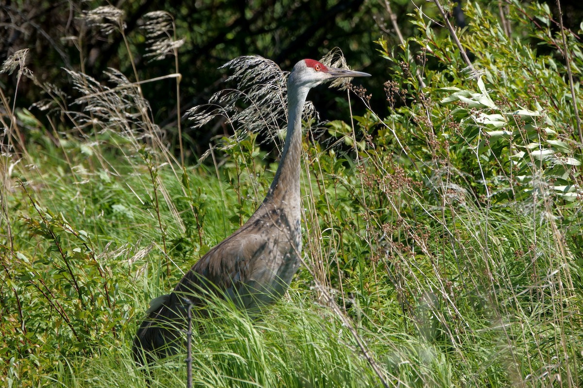 Sandhill Crane - ML243355101