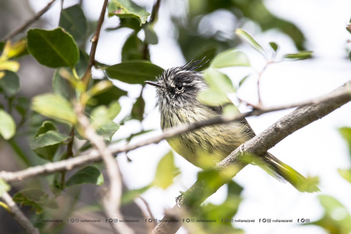 Tufted Tit-Tyrant - ML243355661