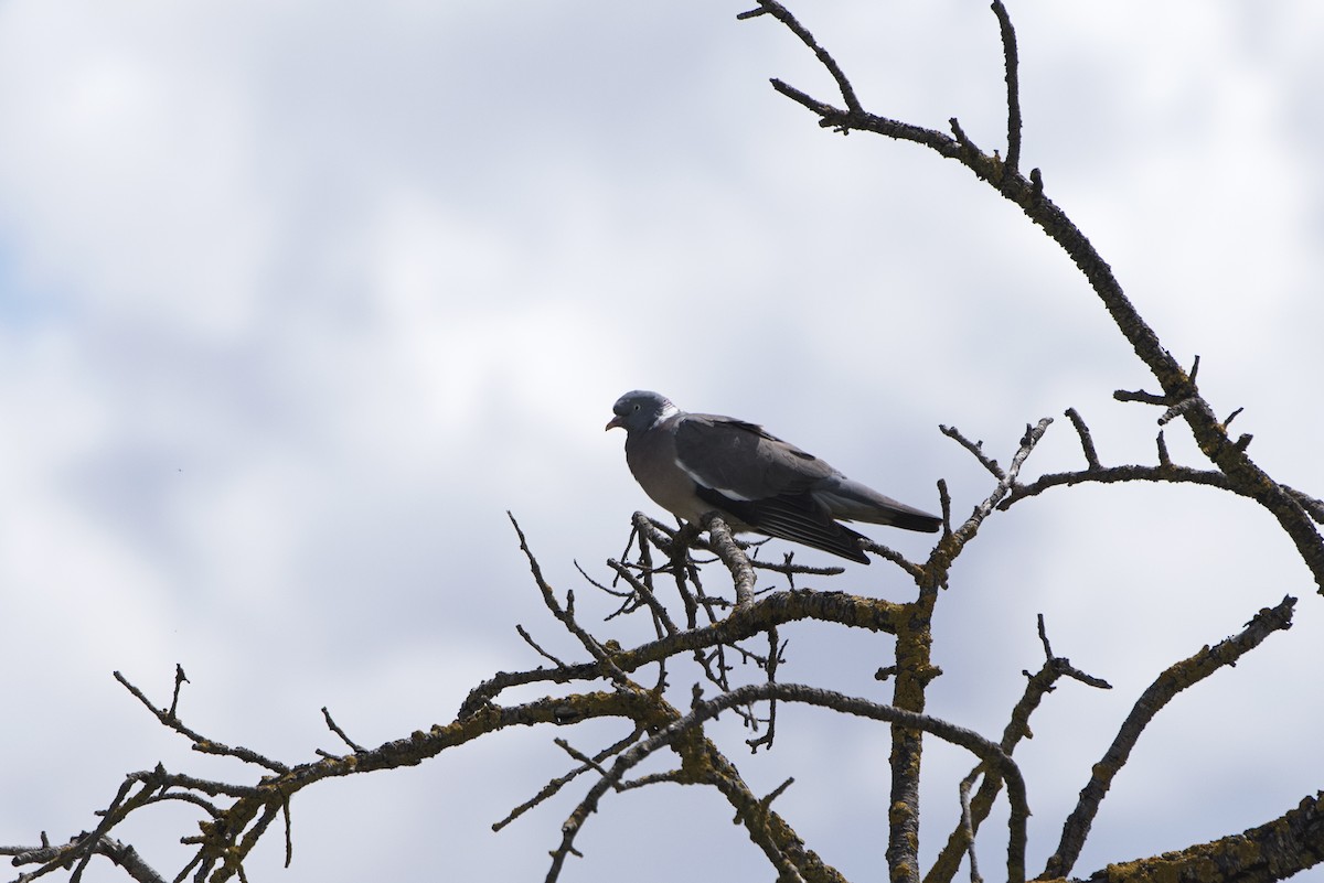Common Wood-Pigeon - ML243360681
