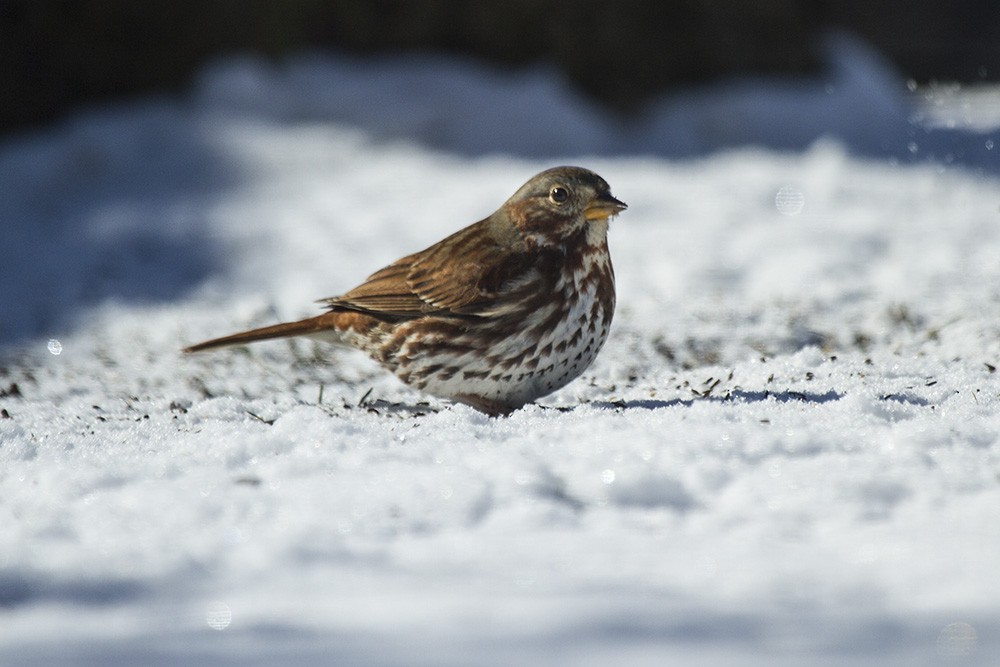 Fox Sparrow (Red) - ML24336081