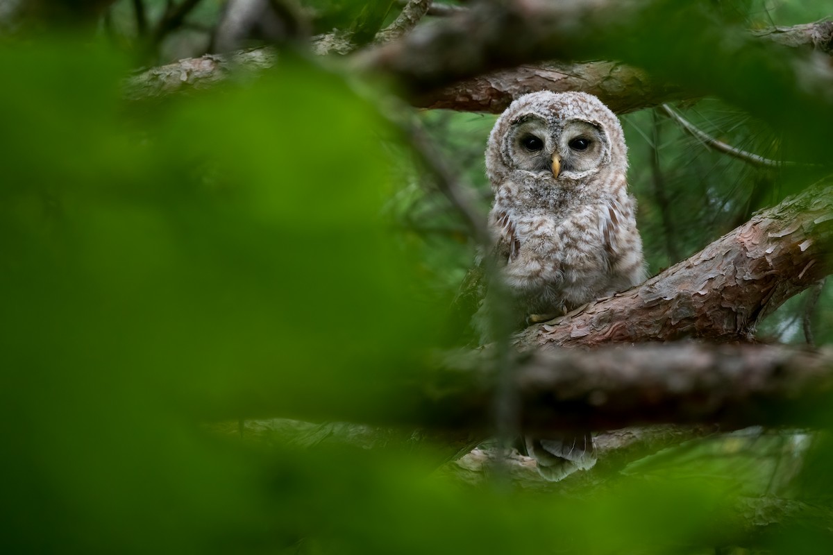 Barred Owl - Kyle Tansley