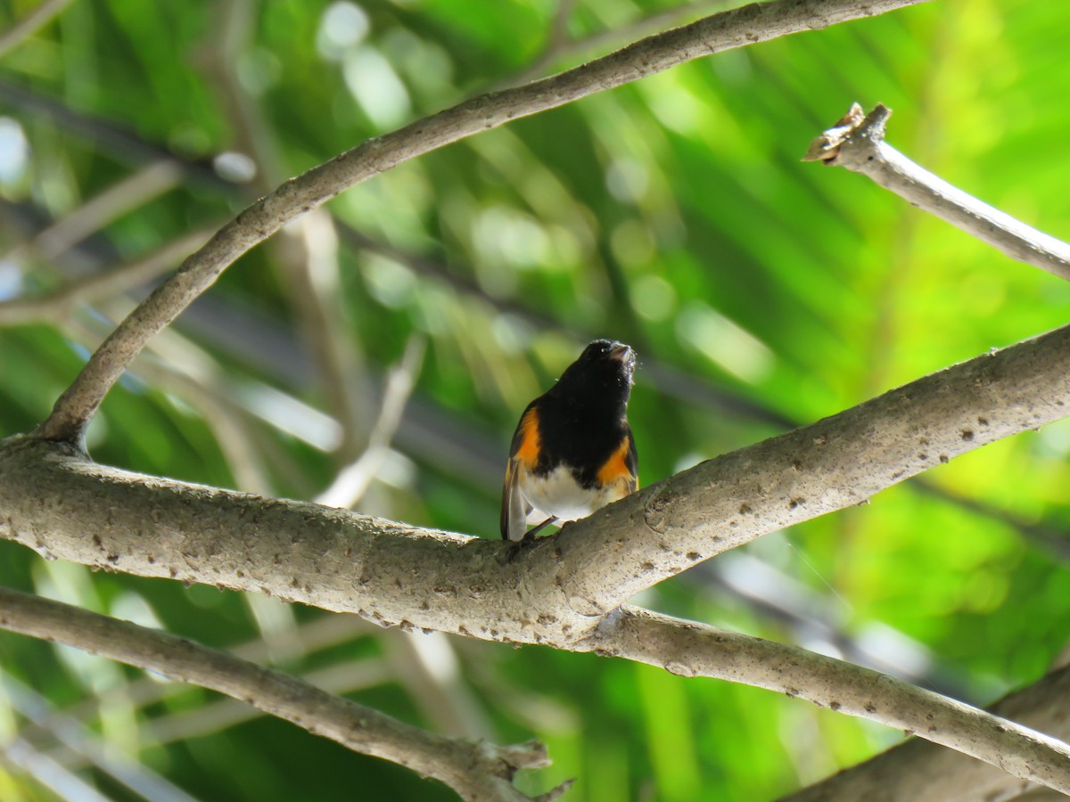 American Redstart - Green Jay Bird Conservancy Juan Flores