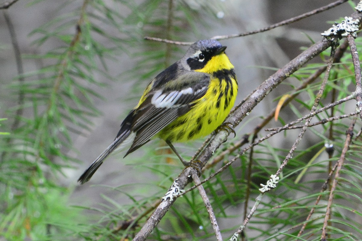 Magnolia Warbler - Gary Davidson