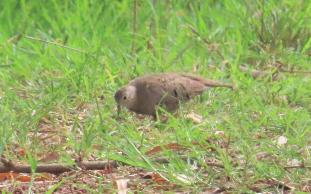 ground dove/Inca Dove - ML243361851