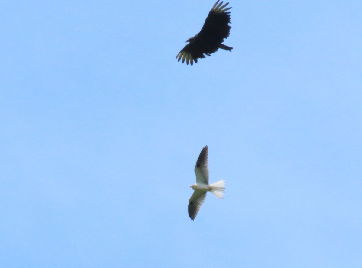 White-tailed Kite - ML243362631