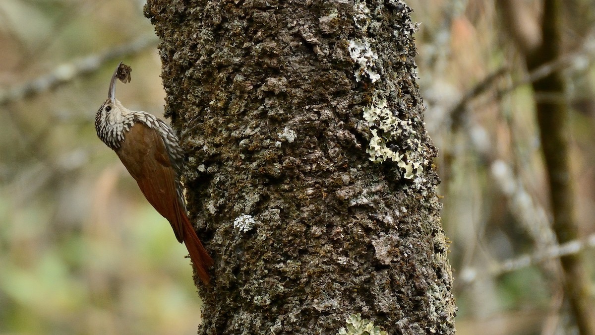 White-striped Woodcreeper - ML243363741