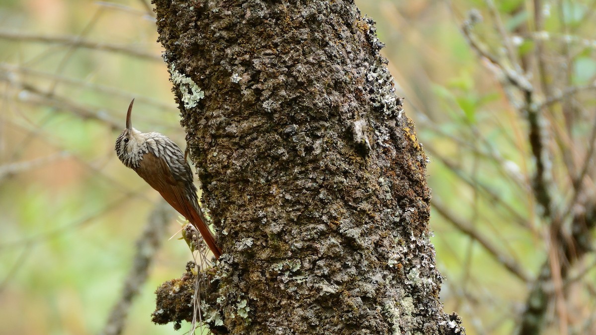 White-striped Woodcreeper - Miguel Aguilar @birdnomad