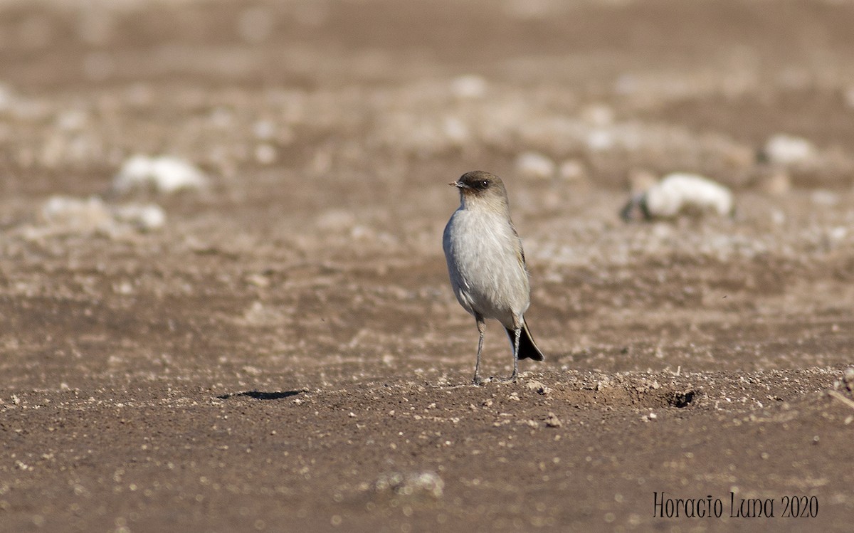 Dark-faced Ground-Tyrant - ML243364591