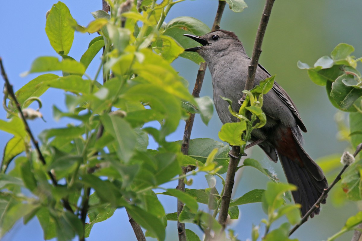 ימימן אמריקני - ML243365281