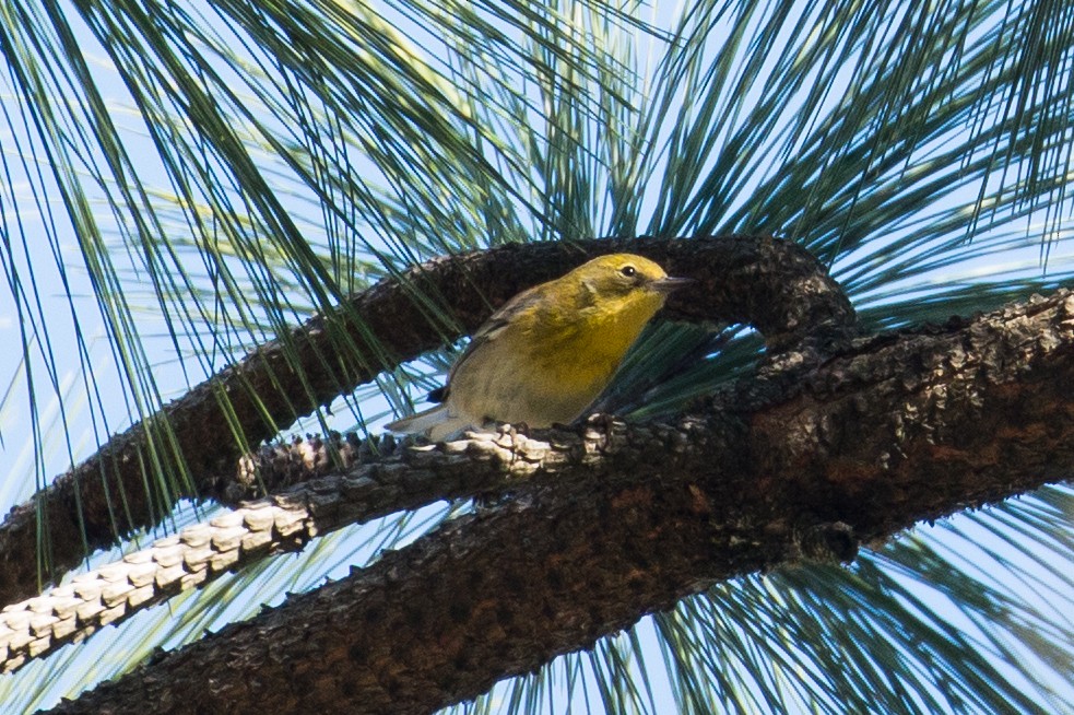 Pine Warbler - ML24336571