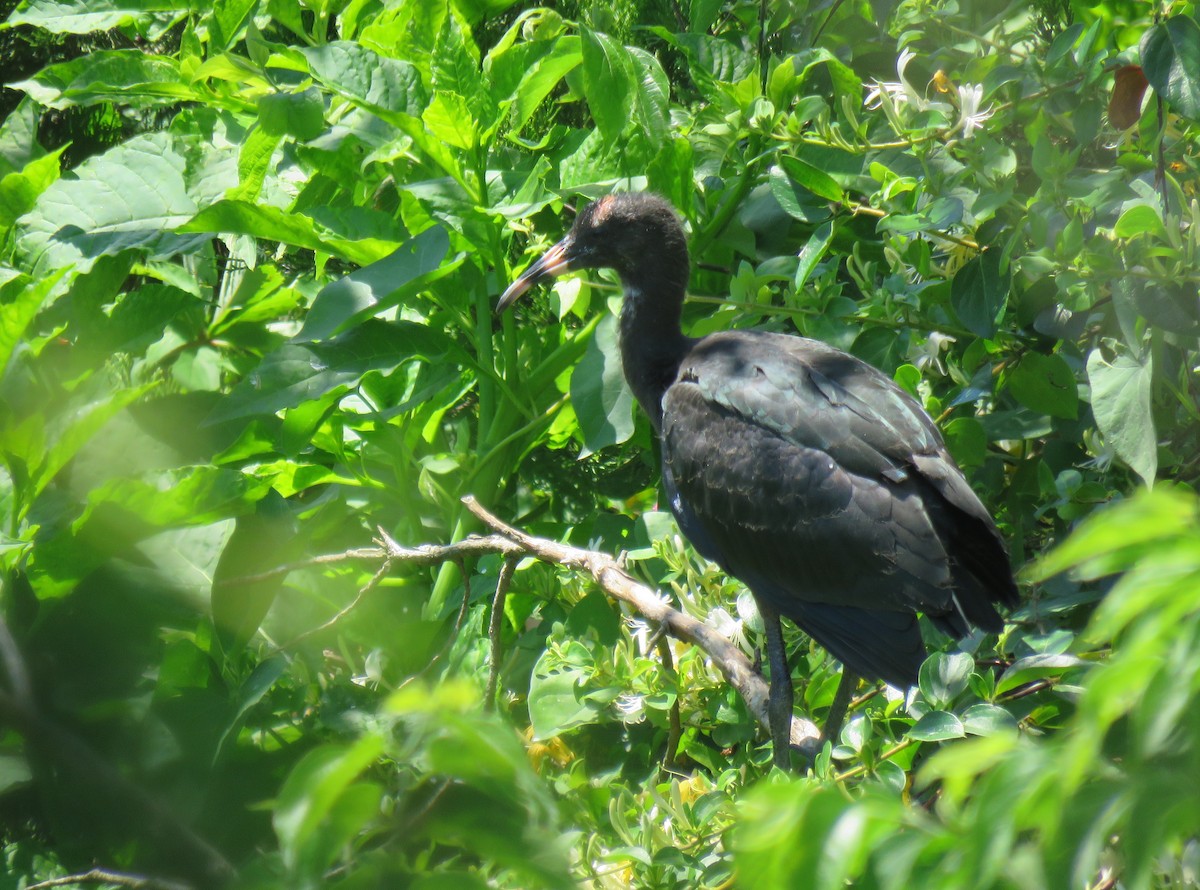 ibis hnědý - ML243365761