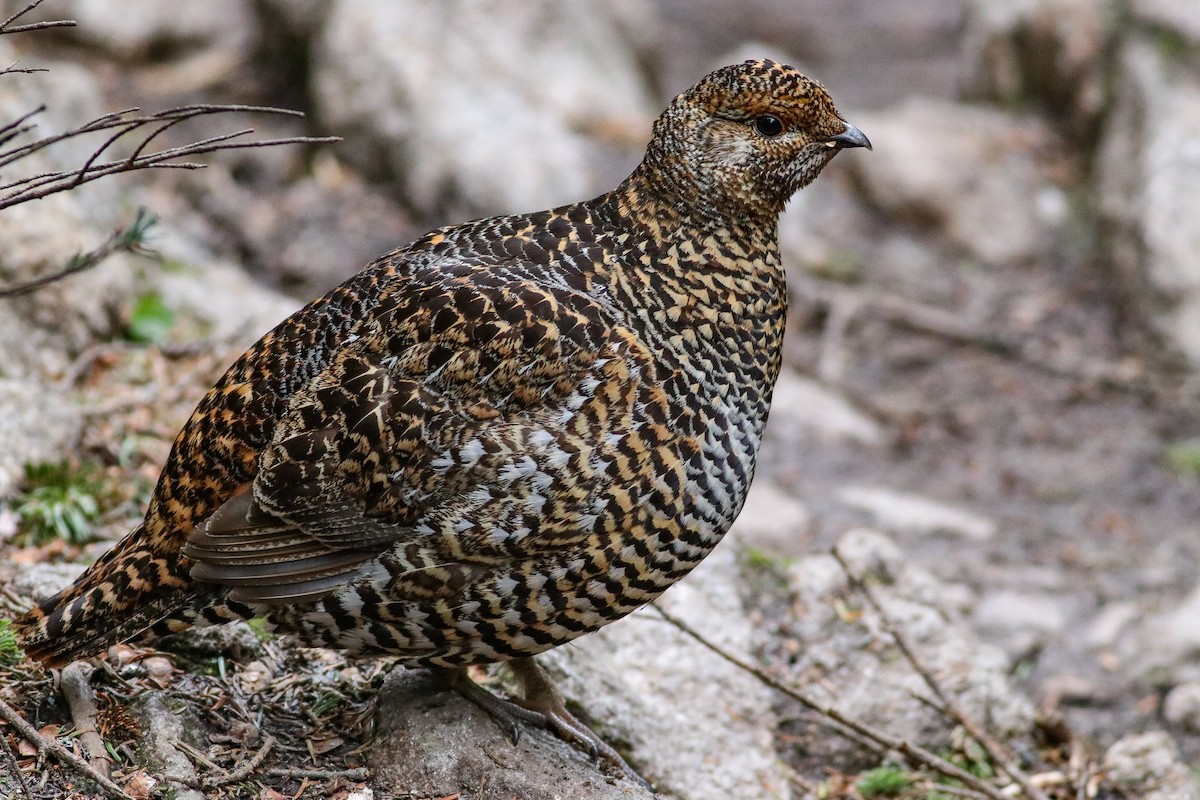 Spruce Grouse - Nick Tepper