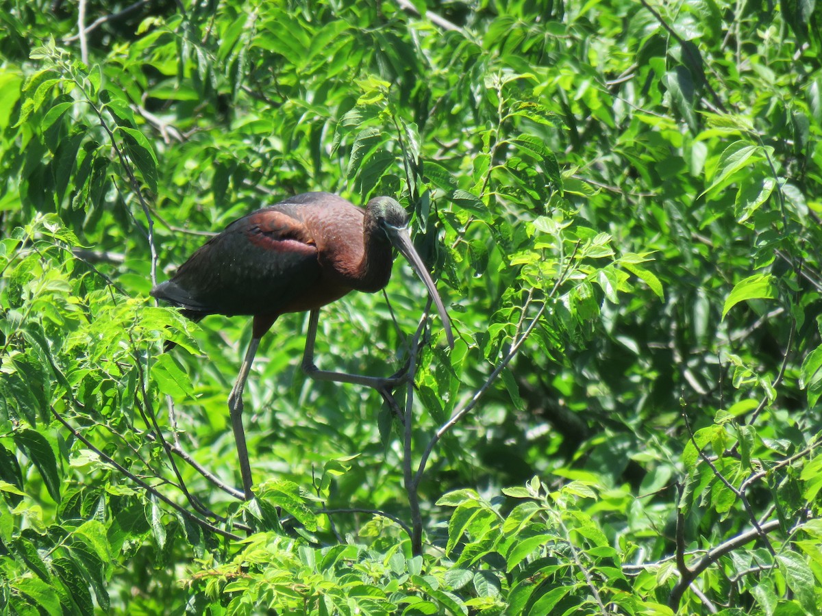 ibis hnědý - ML243366251