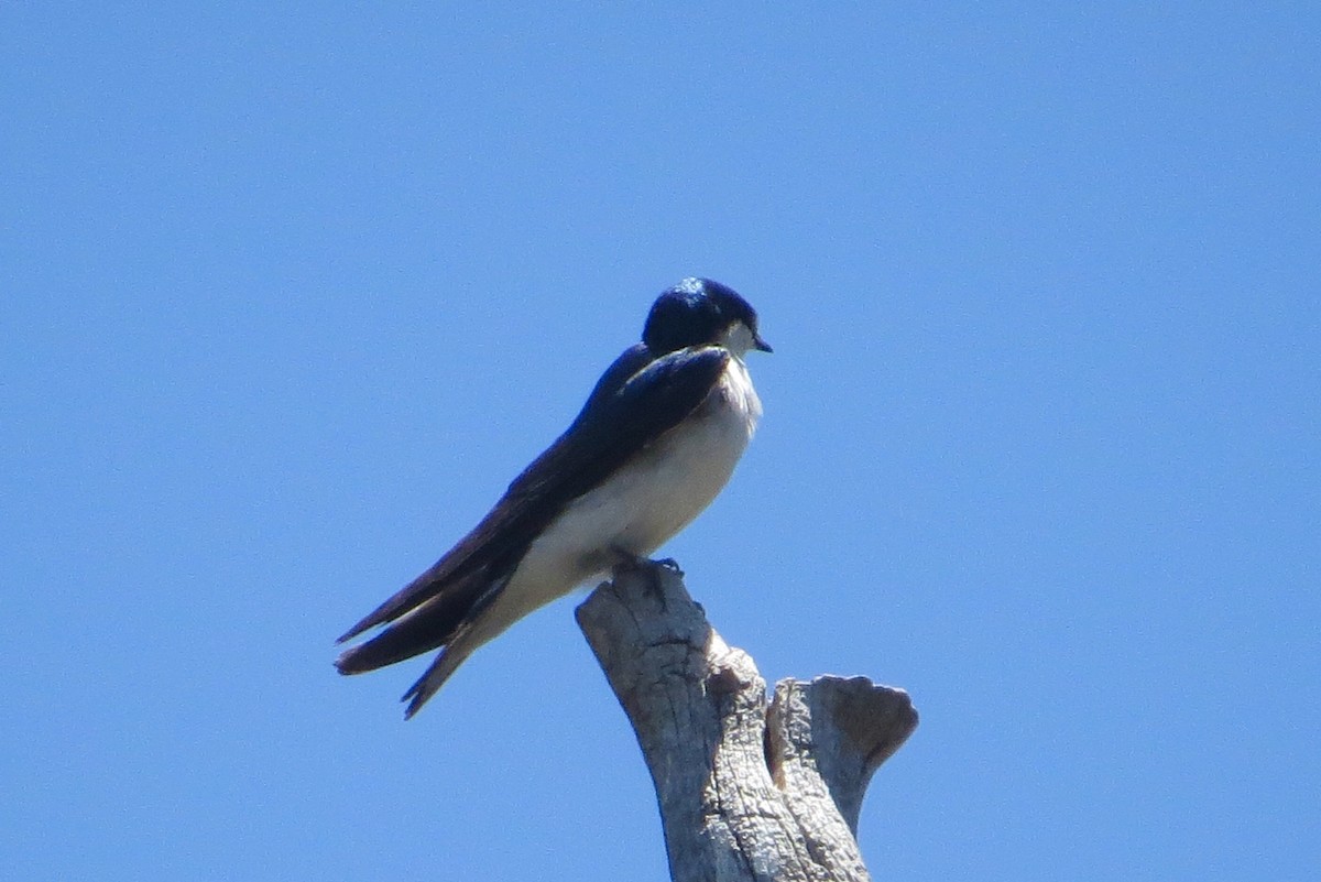 Tree Swallow - ML243366311