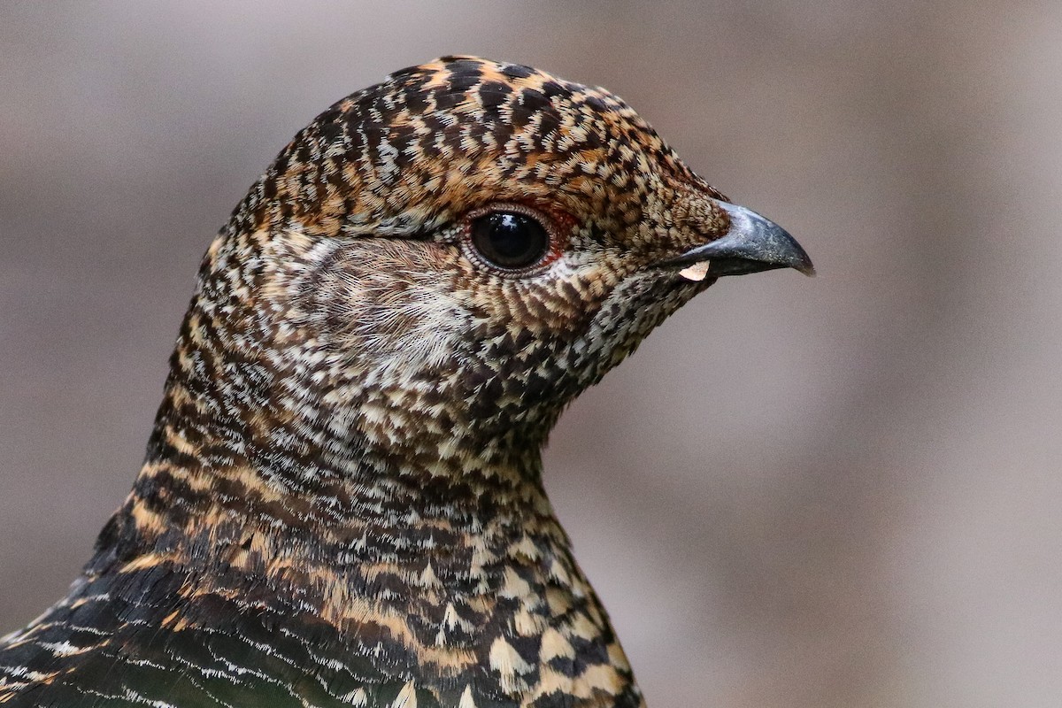 Spruce Grouse - Nick Tepper