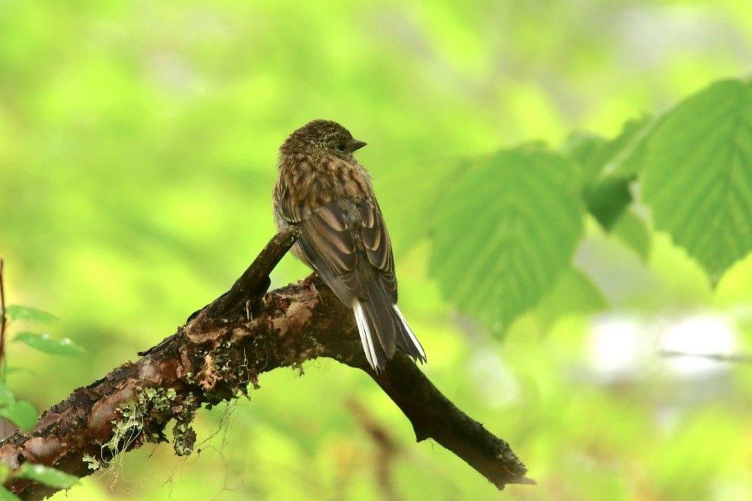 Junco ardoisé - ML243367771