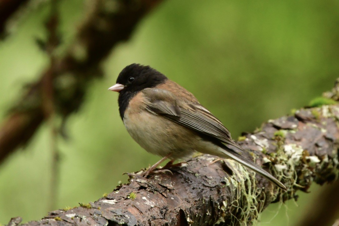 Junco ardoisé - ML243367891