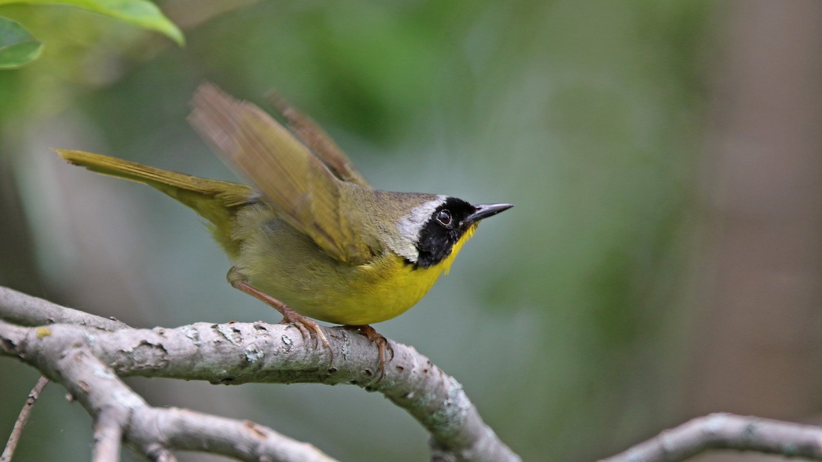 Common Yellowthroat - ML243369931