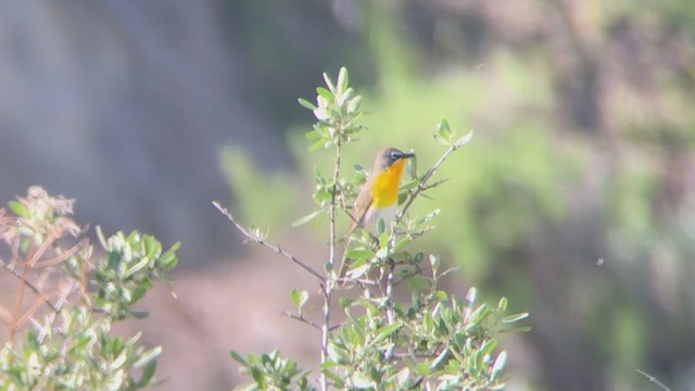 Yellow-breasted Chat - ML243370361