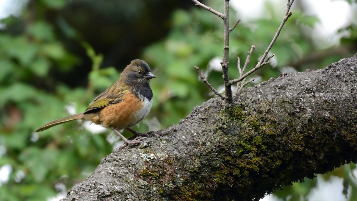 Spotted Towhee (Olive-backed) - Miguel Aguilar @birdnomad